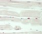 PRDM13 Antibody (N-term)